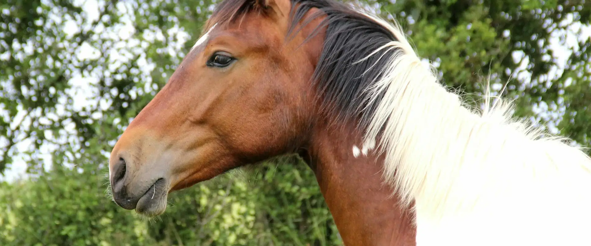 La Cavalerie de Montchaton