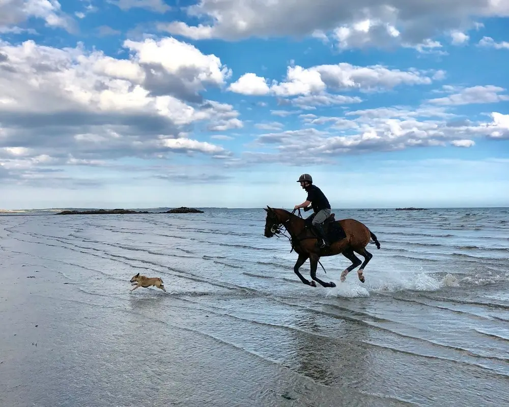 Seahorse Polo and Beach Rides