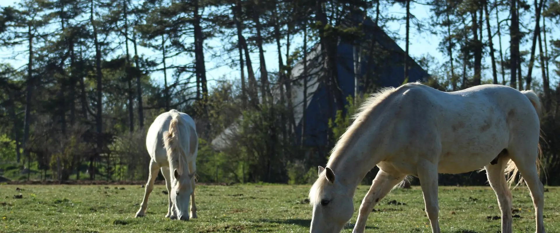Horse Riding School Du Chateau De Saussy