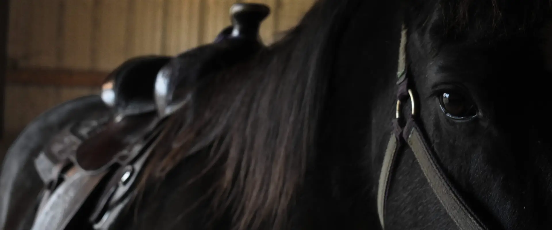 Randonnée à Cheval - Cheval Rit