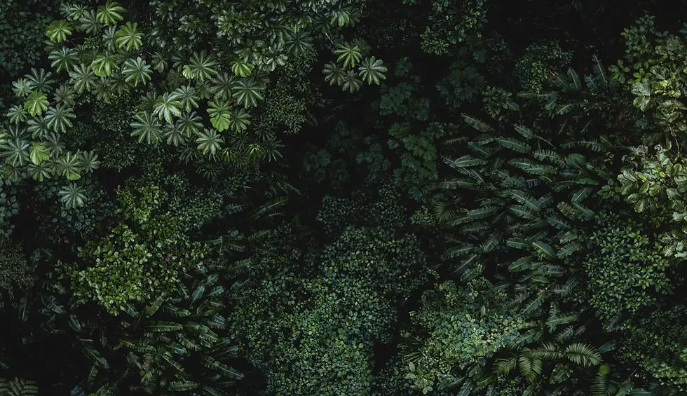 Amazonia La Loyère