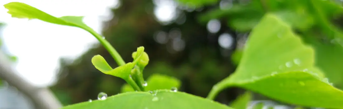 Lincoln Chinese Medical Clinic (Acupuncture, Herbal Medicine, Tuina, Taiji Quan)