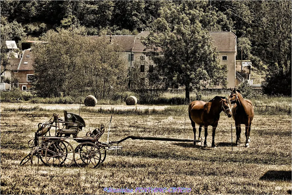 Comité Départemental de tourisme Equestre