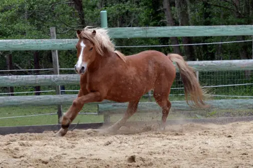 Farm Baby'lone Poneys