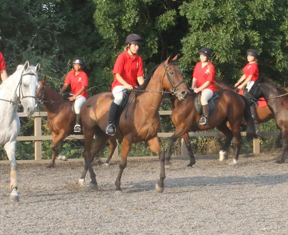 Court Equestrian