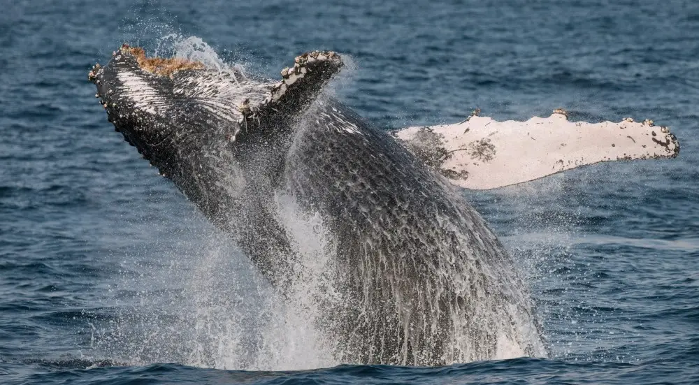 West Coast Ocean Charters