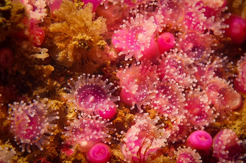 Carnac Plongée Dive Center - Morbihan - Bretagne