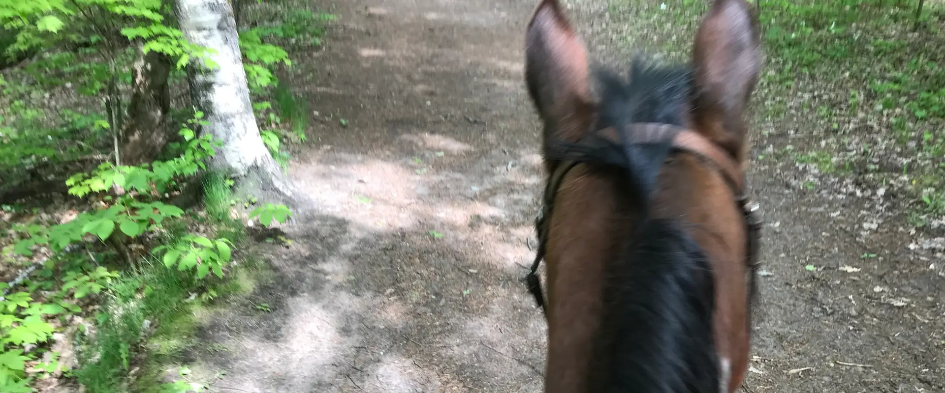 Tranquil Woods Trail Rides Inc.