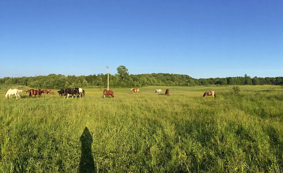 Winding Fences Farm