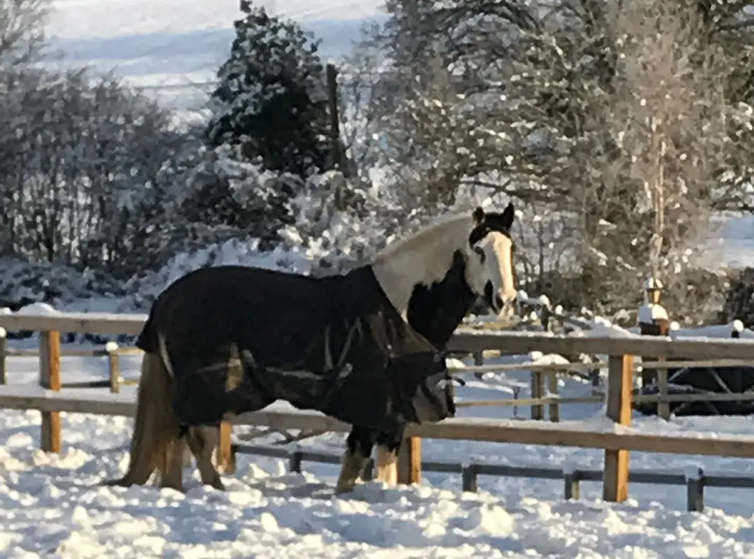Birch Farm Livery