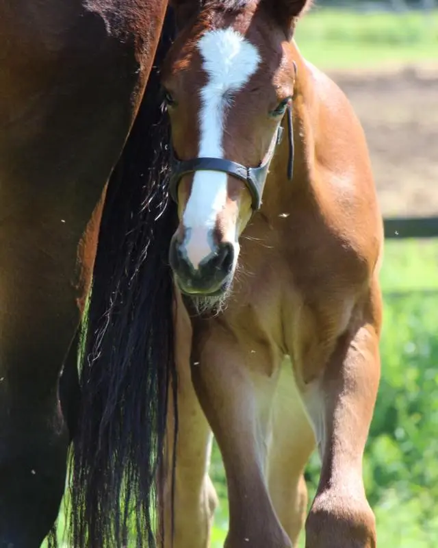 Old Orchard Farm