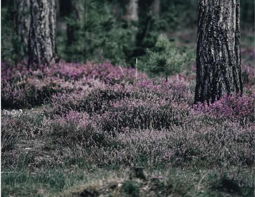Forest Pilates
