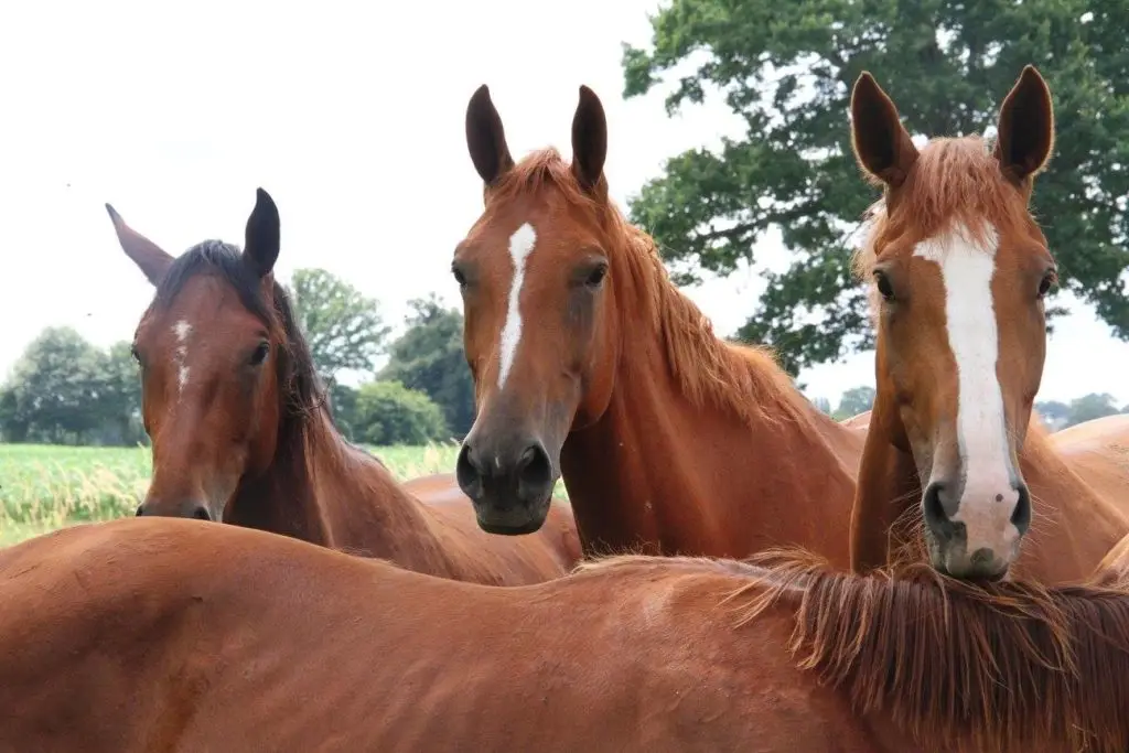 Centre Equestre De Montaubert - Écurie Bourdon