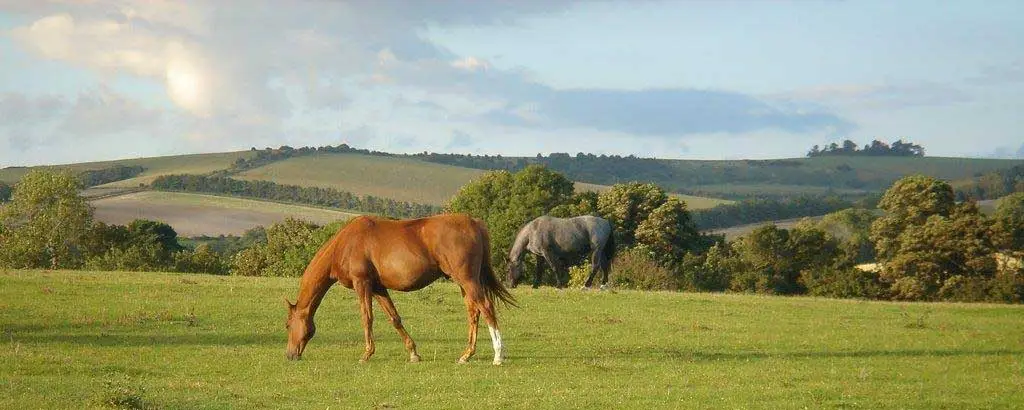 Kingswood Stables