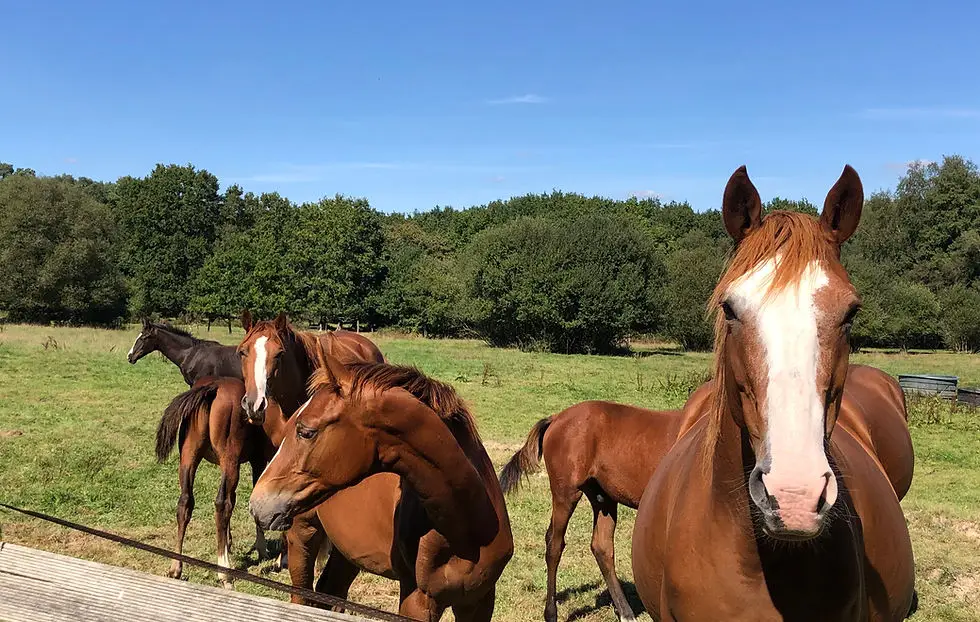 CENTRE EQUESTRE DU VAL FROMENT
