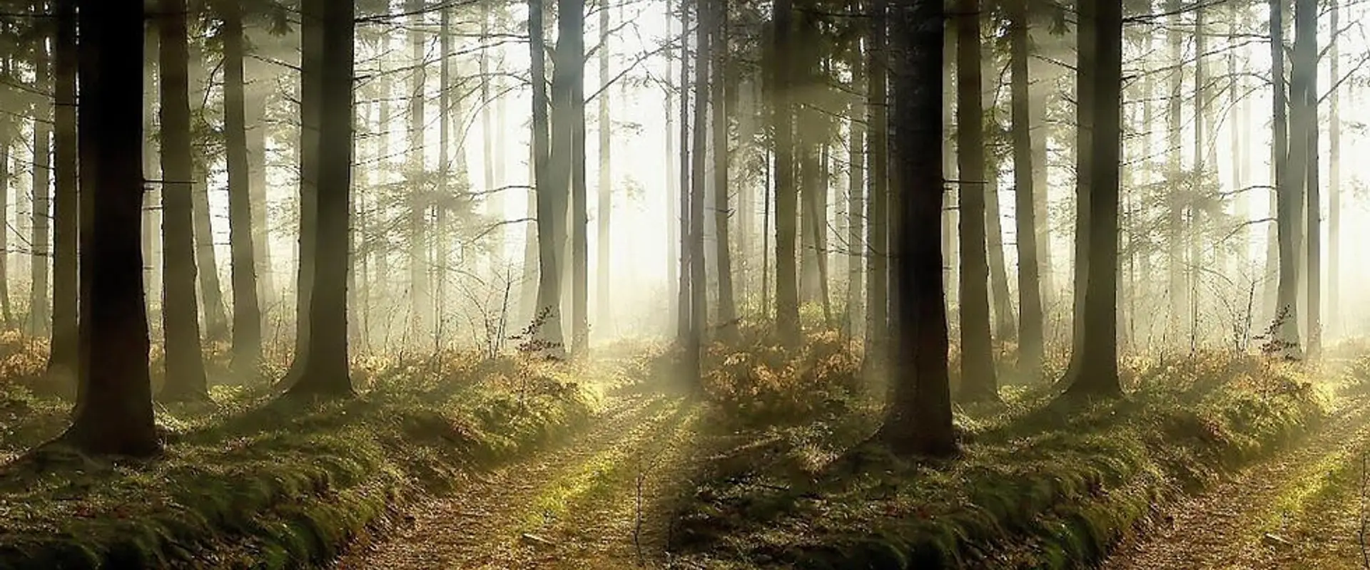 Sacred Soul Wellness Yoga - Sutherland Shire