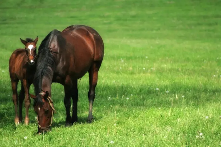 Equineius Ltd