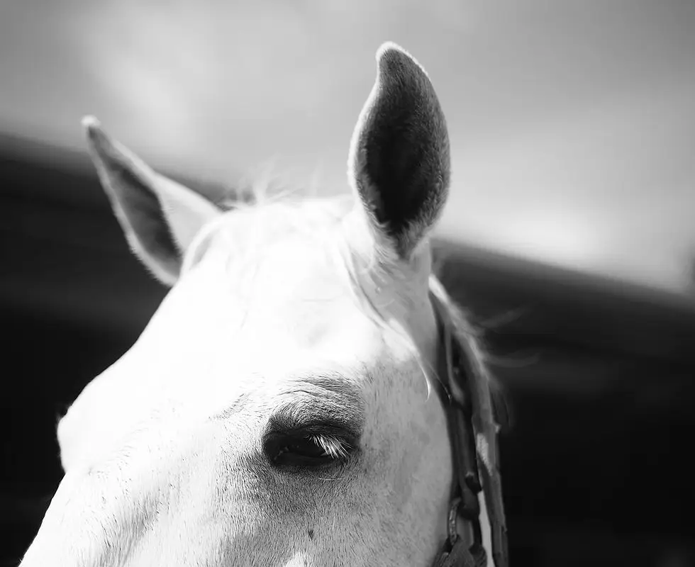 Mackenzies Equestrian Centre