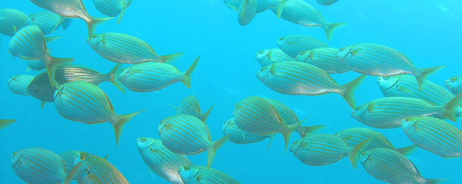 Cip Collioure - Diving