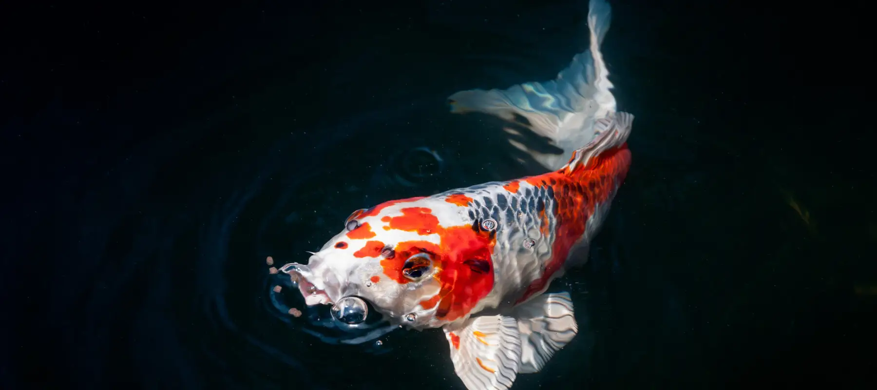 Stockport marine and koi