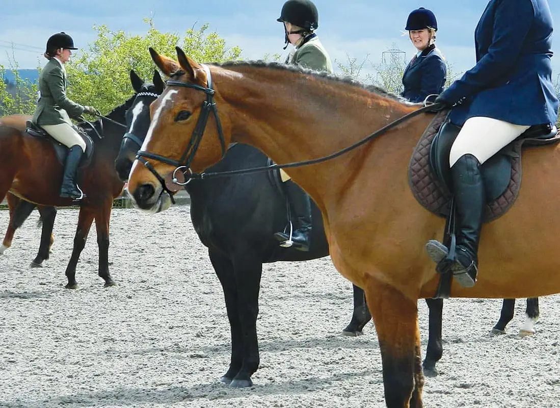 Romsey School of Equitation