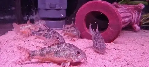 The Fish Shop