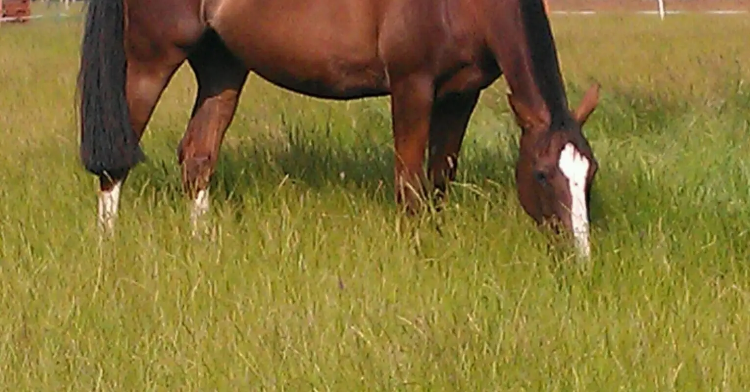 Newlands Equestrian