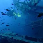 Poisson Pilote
