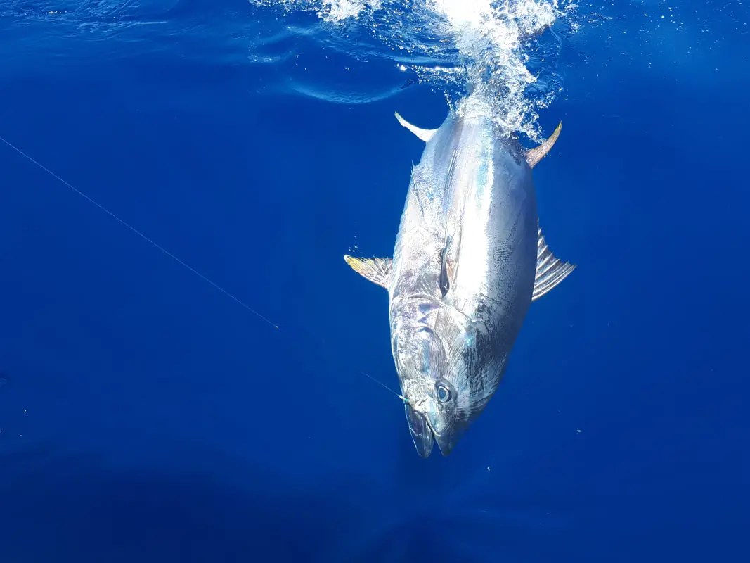 Trueblue Charters