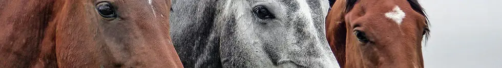 Pony Club