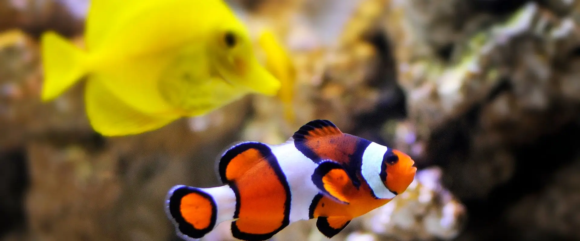 Southern Aquatics & pets - Aquatic Superstore (formally watermarque)