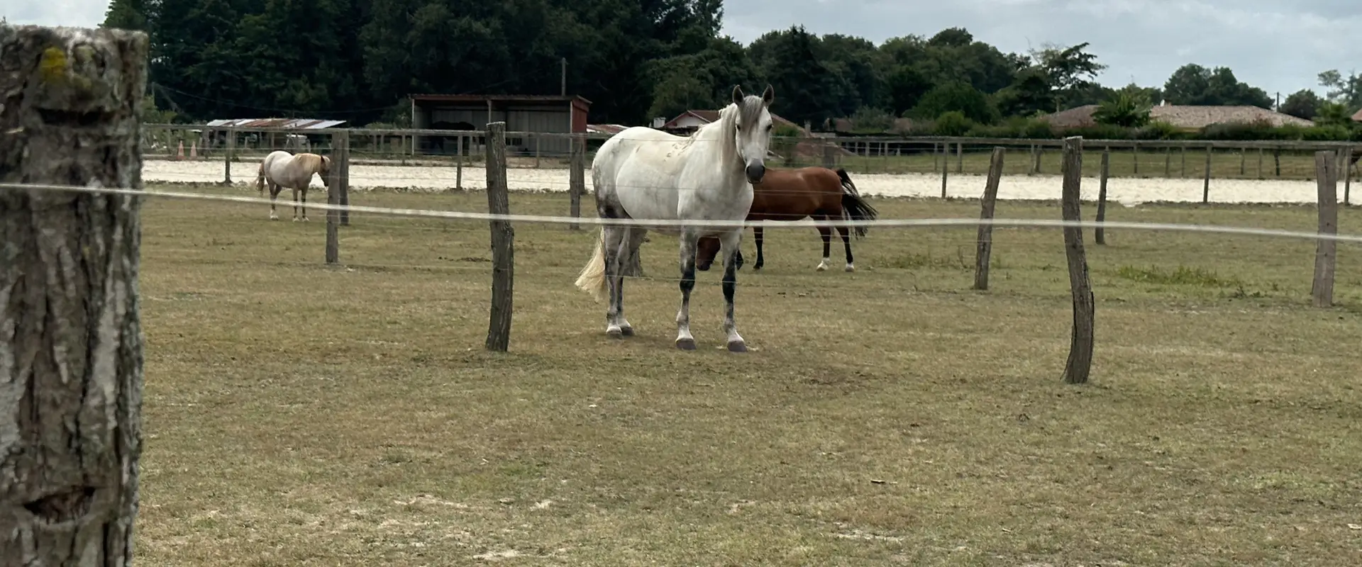 PoneyGalop