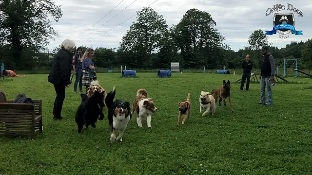 Celtic Dogs