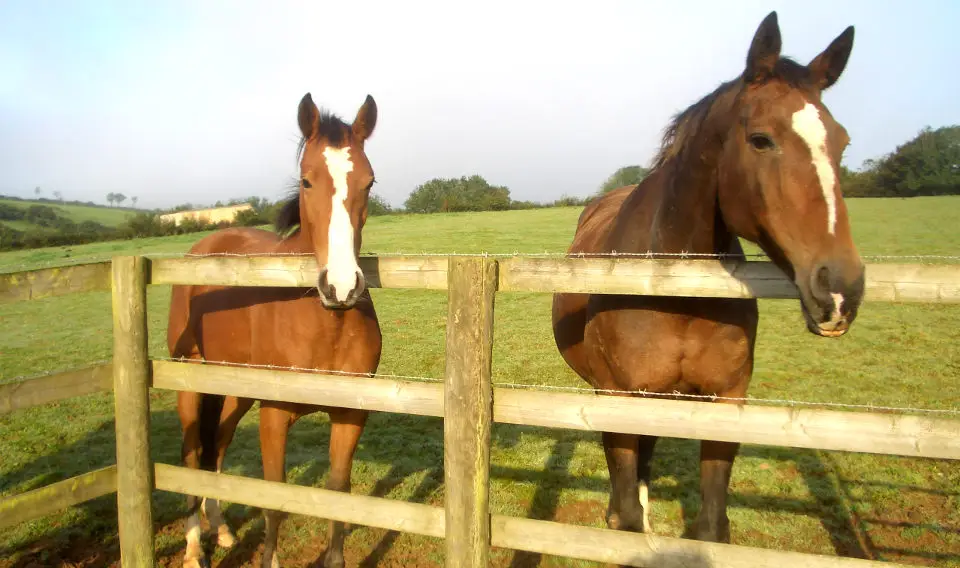 Dean Riding Stables