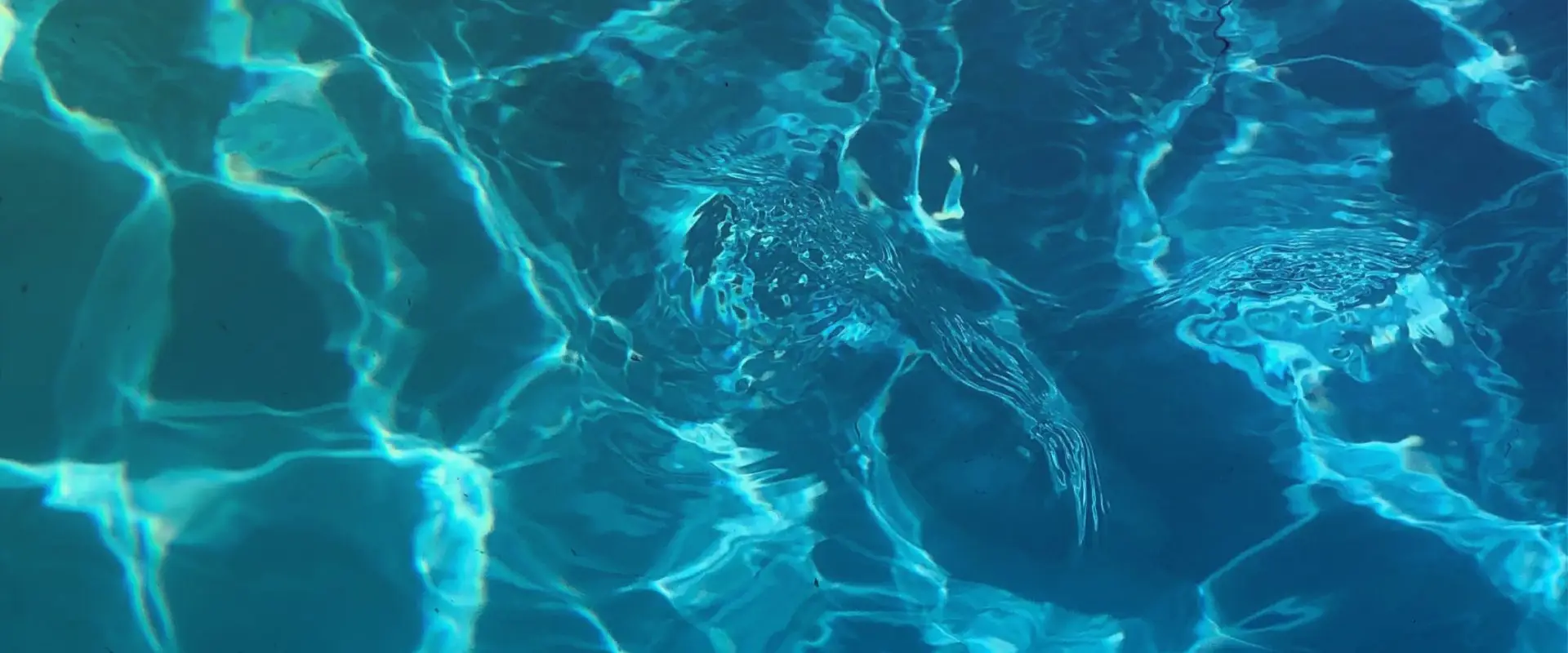British Gas SwimBritain