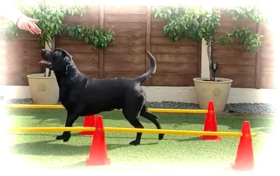K9 Bodycare Canine Massage & Canine Conditioning