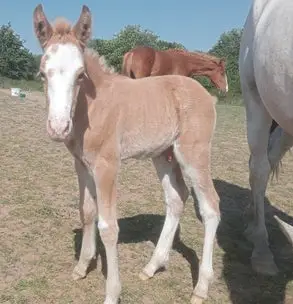 Edacurly - Horses Hypoallergenic & School Des Sens -
