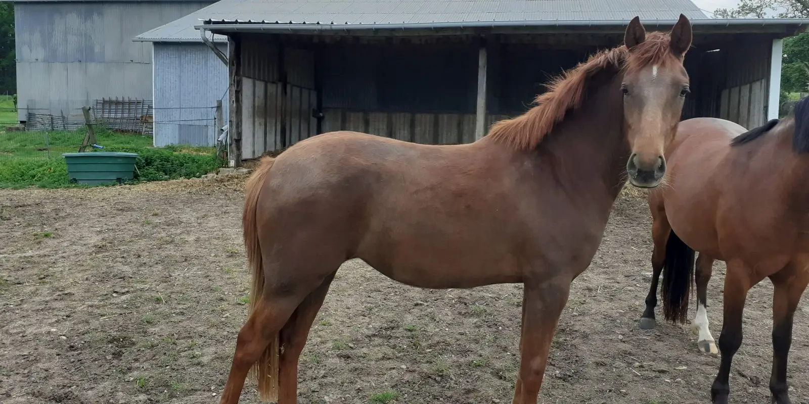 Stud Du Gabereau