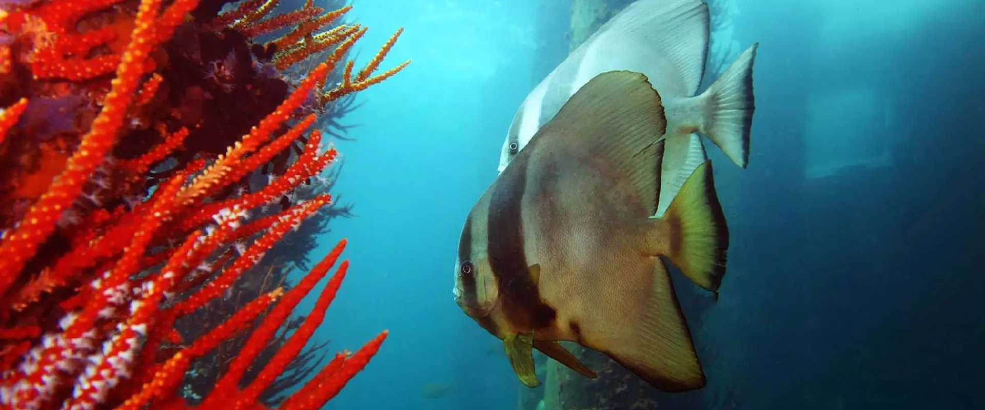 Perth Ocean Diving