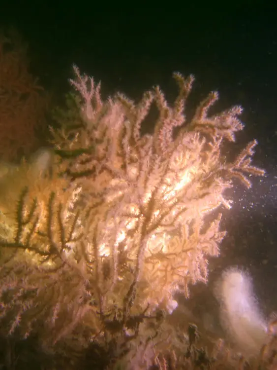 Mid Cornwall Divers