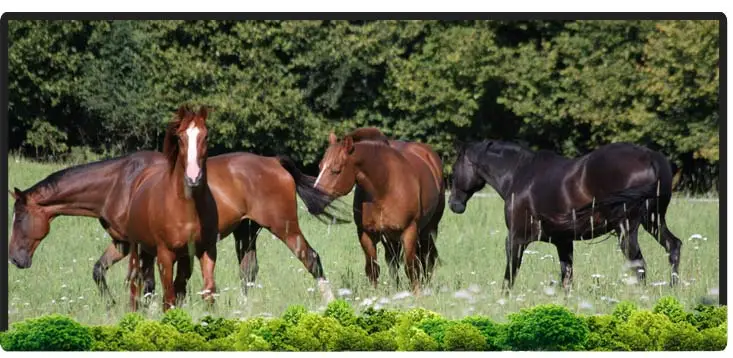 Cheval Centaure Haute-Correze