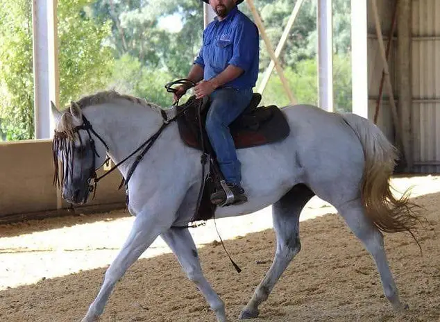 BC Horse Training