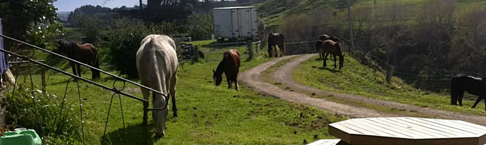Actifun Riding Stables
