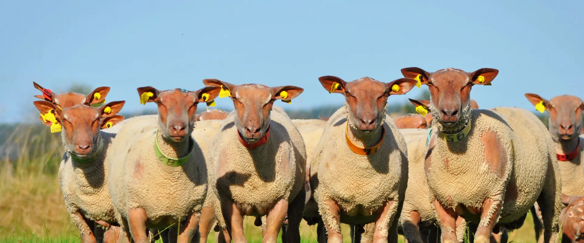 Os Mouton Charollais