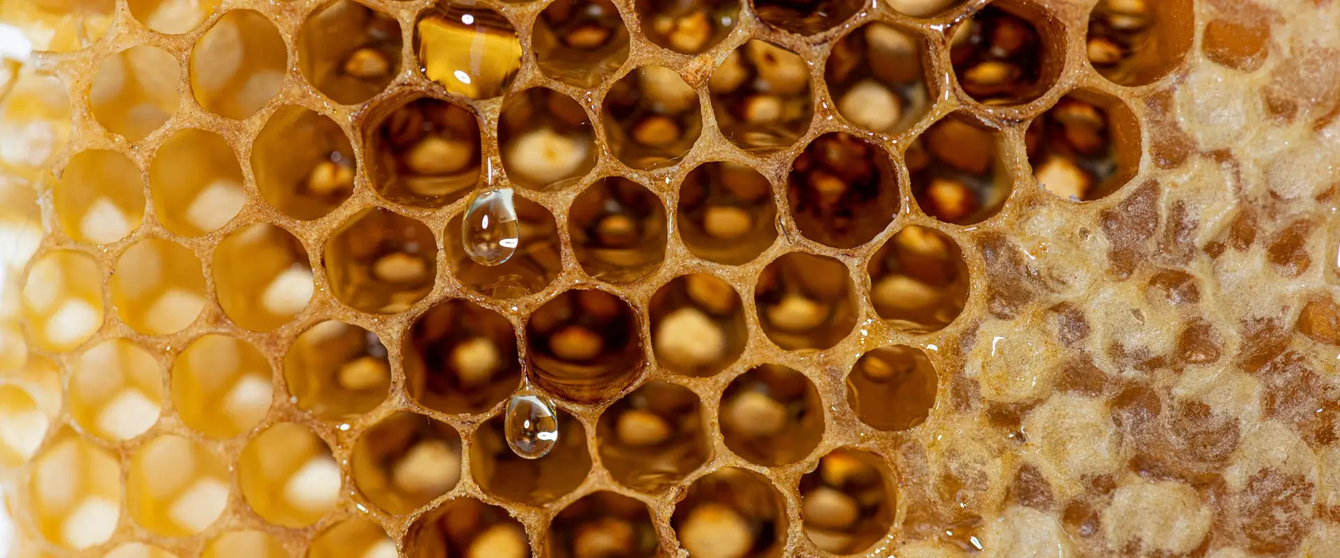 The BE Hive