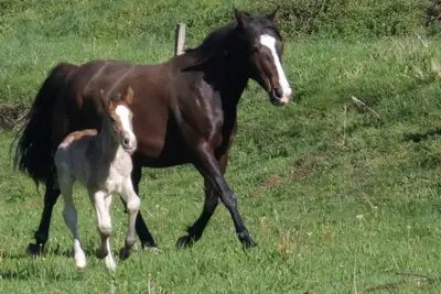 Les chevaux de la Spone - Balade & randonnée à cheval - Cours d'équitation - Elevage