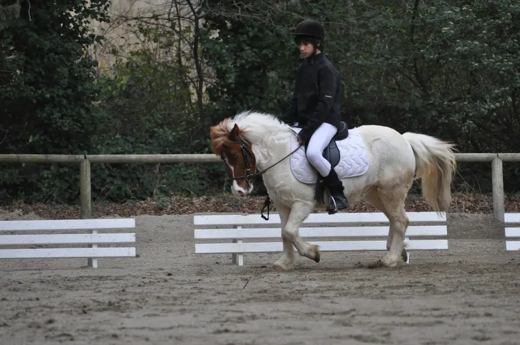 Centre équestre du cheval pie