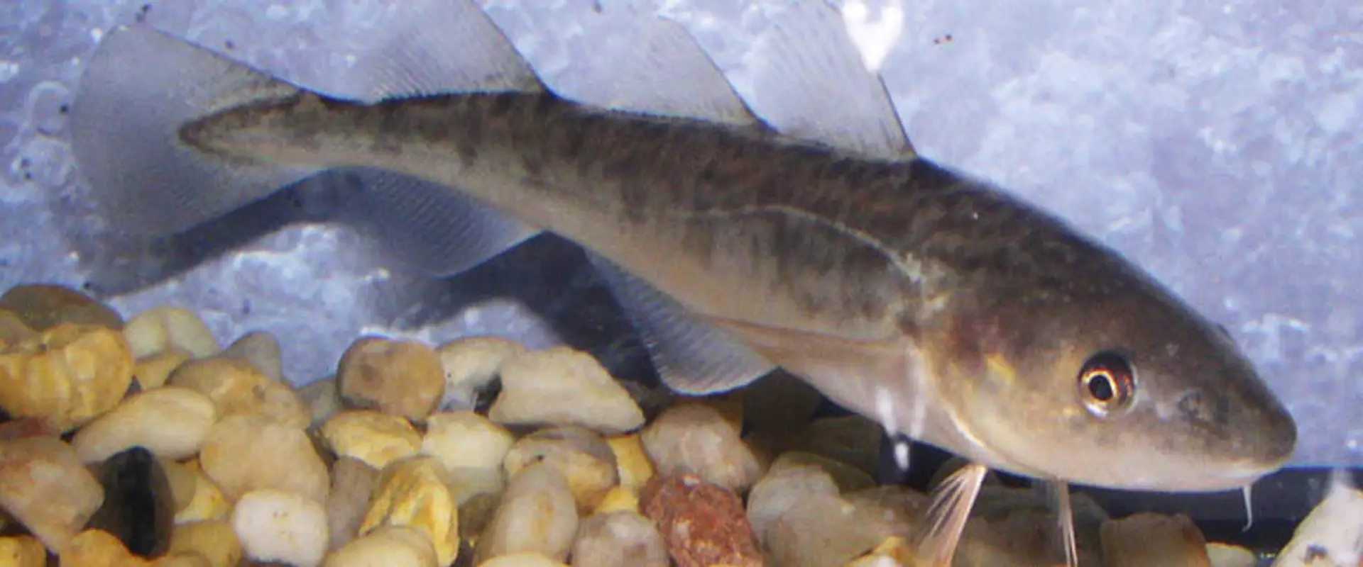 Les petits poissons des Chenaux - Association des pourvoyeurs de la rivire Ste-Anne inc.
