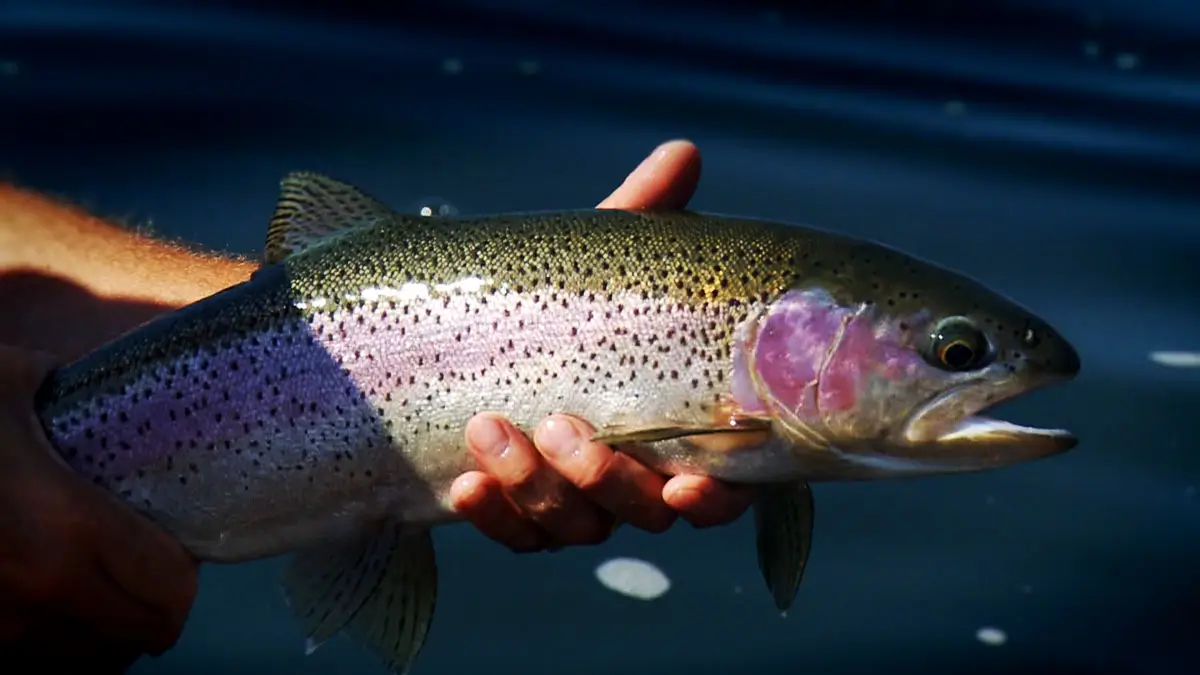 Mountain Valley Sports Fishing & Tours