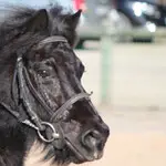 STE D EQUITATION BRESSANE